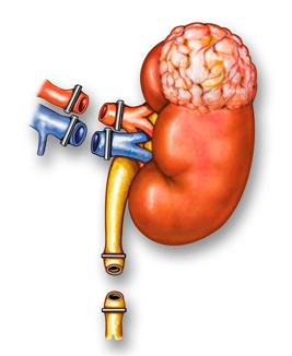 Kidney